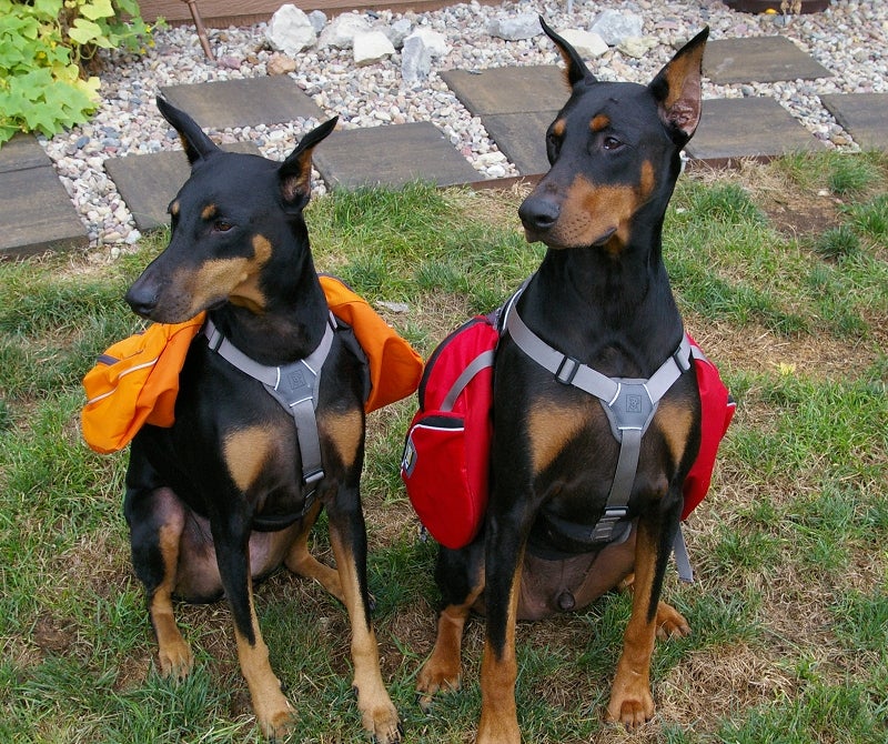 Furry Buddy Bugout with Ruffwear