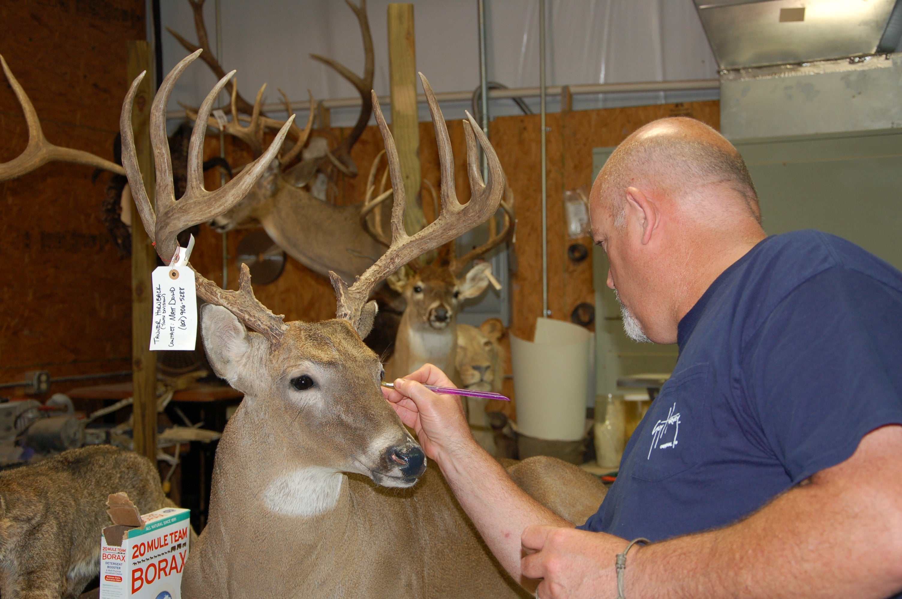 Best Blades for Deer Head Caping