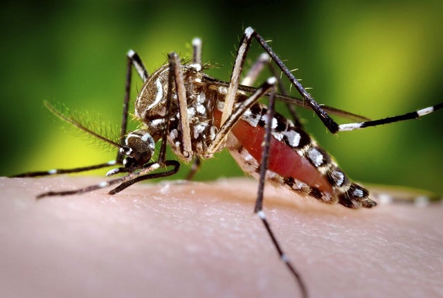 Expert: Chikungunya Could Infect 1 million in the first 90 Days of a US Outbreak