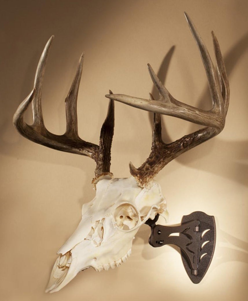 Skull Hooker European Trophy Skull Hanger - AllOutdoor.comAllOutdoor.com