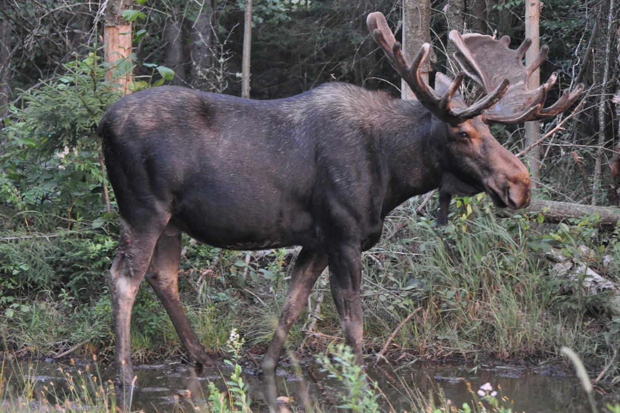 New Hampshire: No Mo’ Moose?