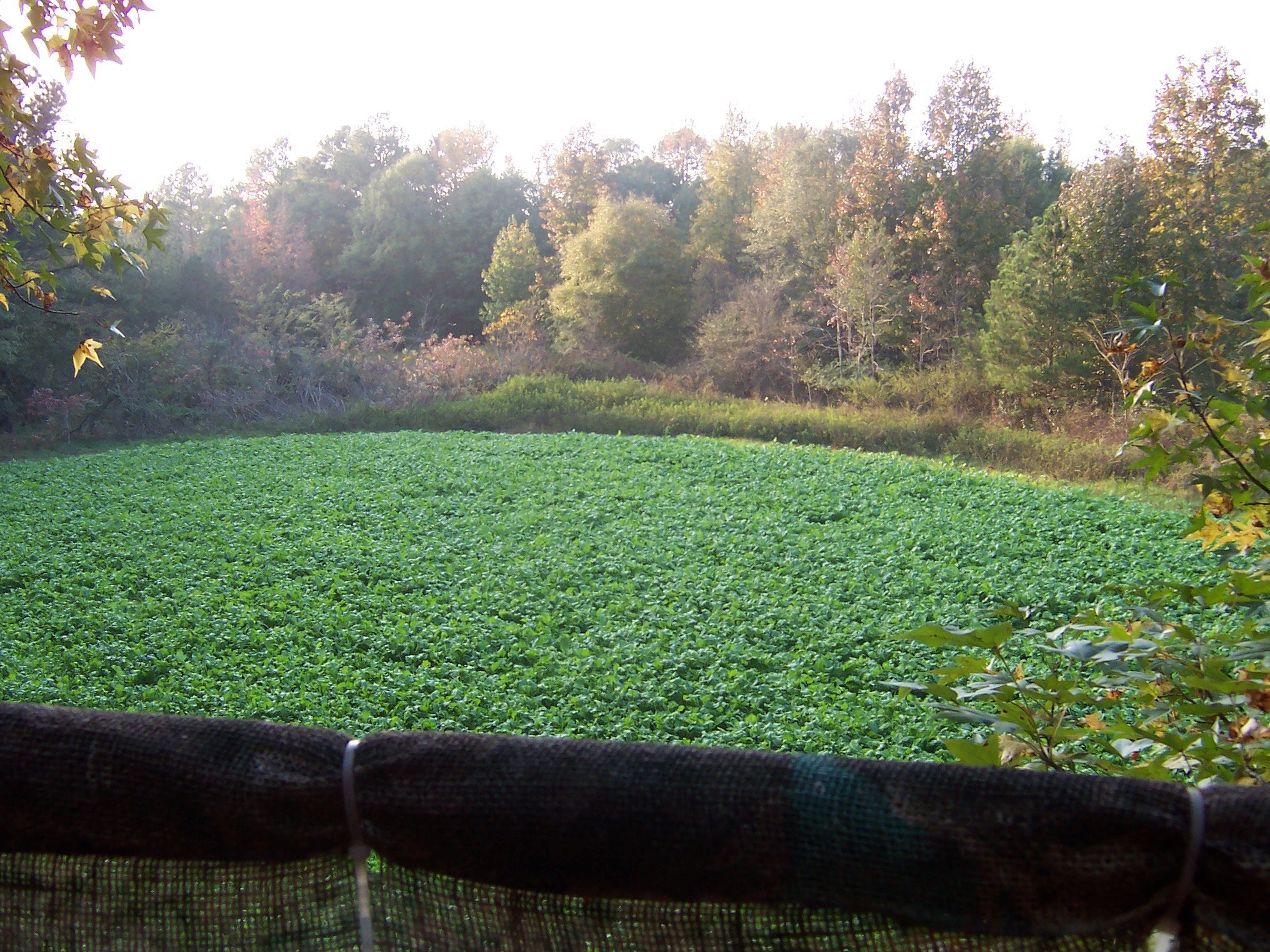 Food Plots for Bigger Bucks