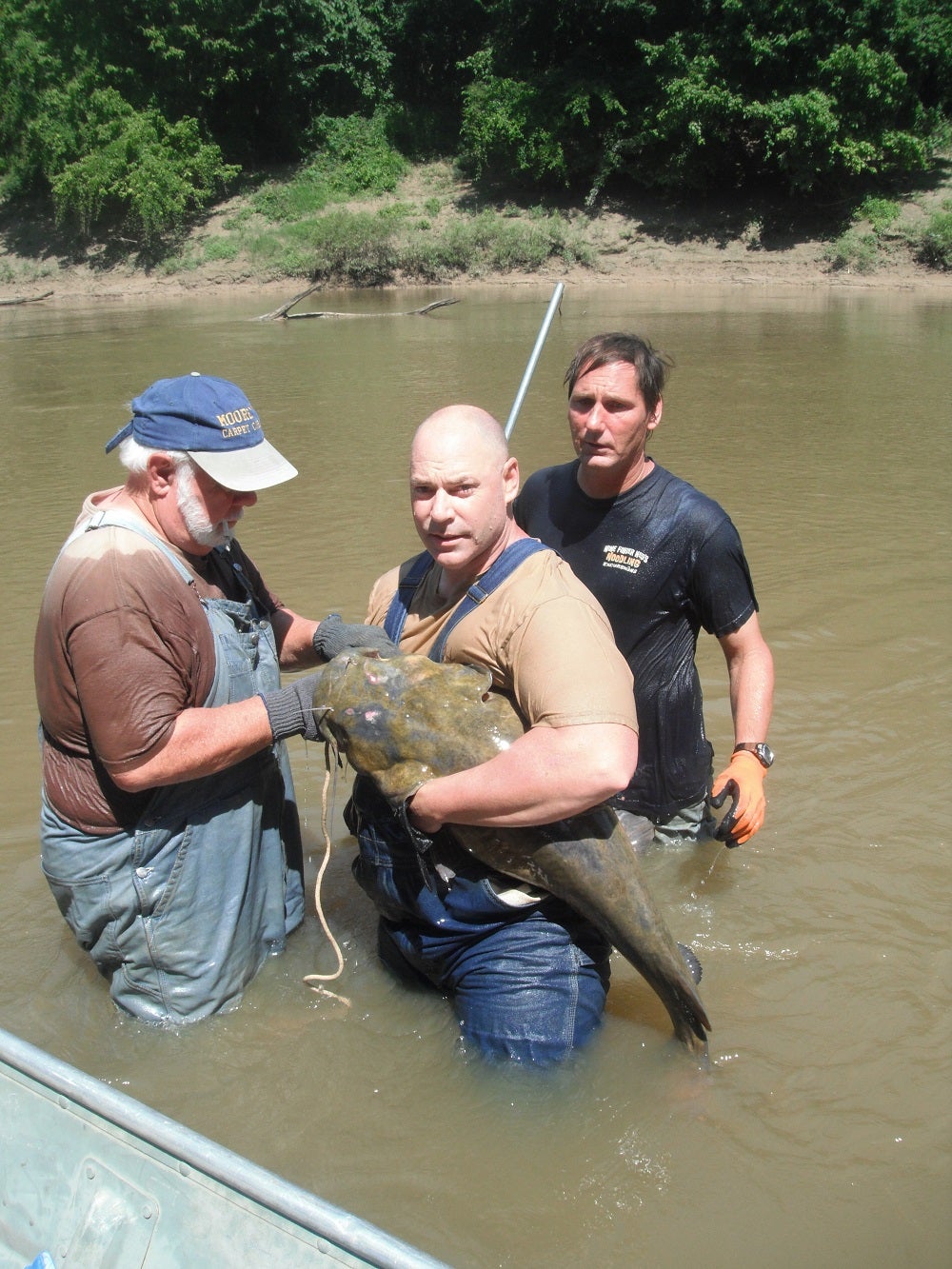 Catching Big Catfish by Hand - Learning how to Noodle Flatheads