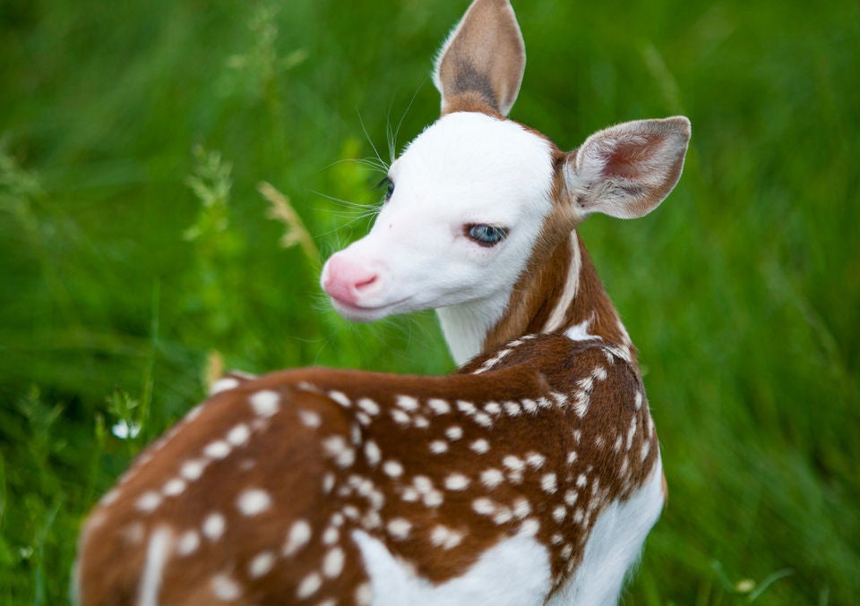 Rare White Faced Deer Finds a Home After Being Rejected by its Mother