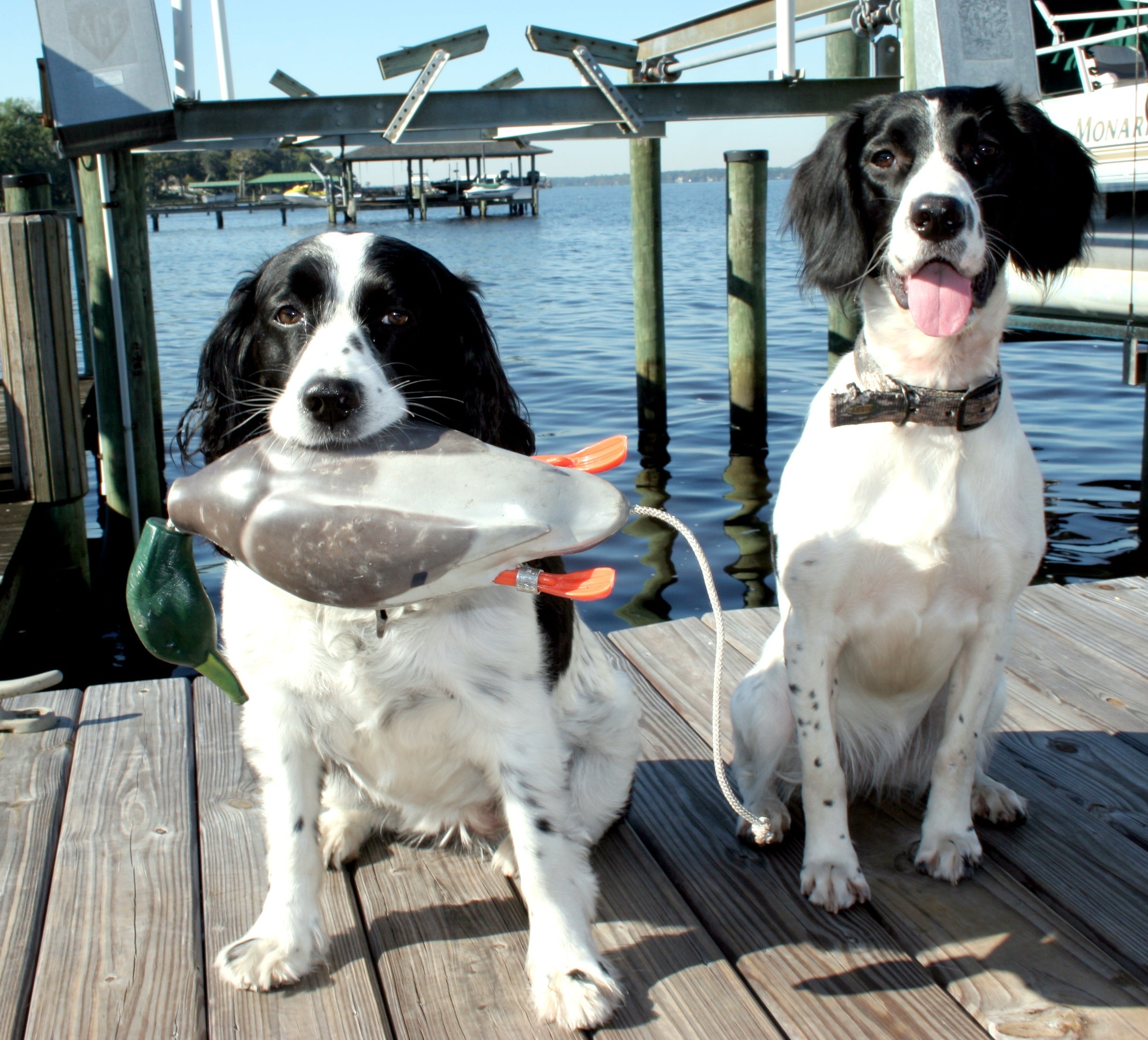 Hunting Dogs: Working Out With Man’s  Best Friend