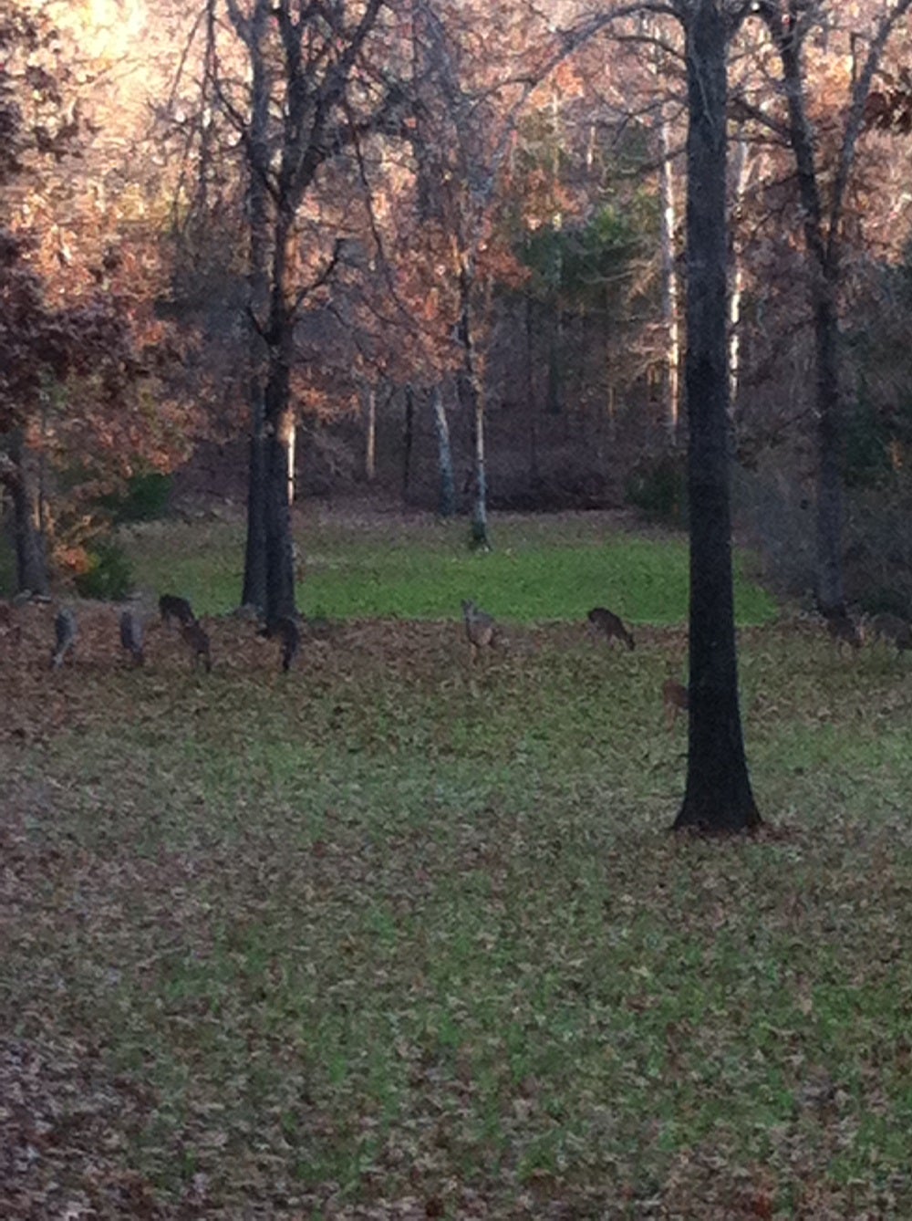 Struggles with Fall Wildlife Food Plots