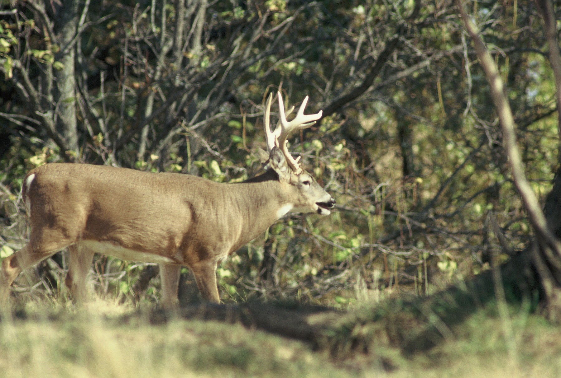 Hunt Wild Fruit Whitetails