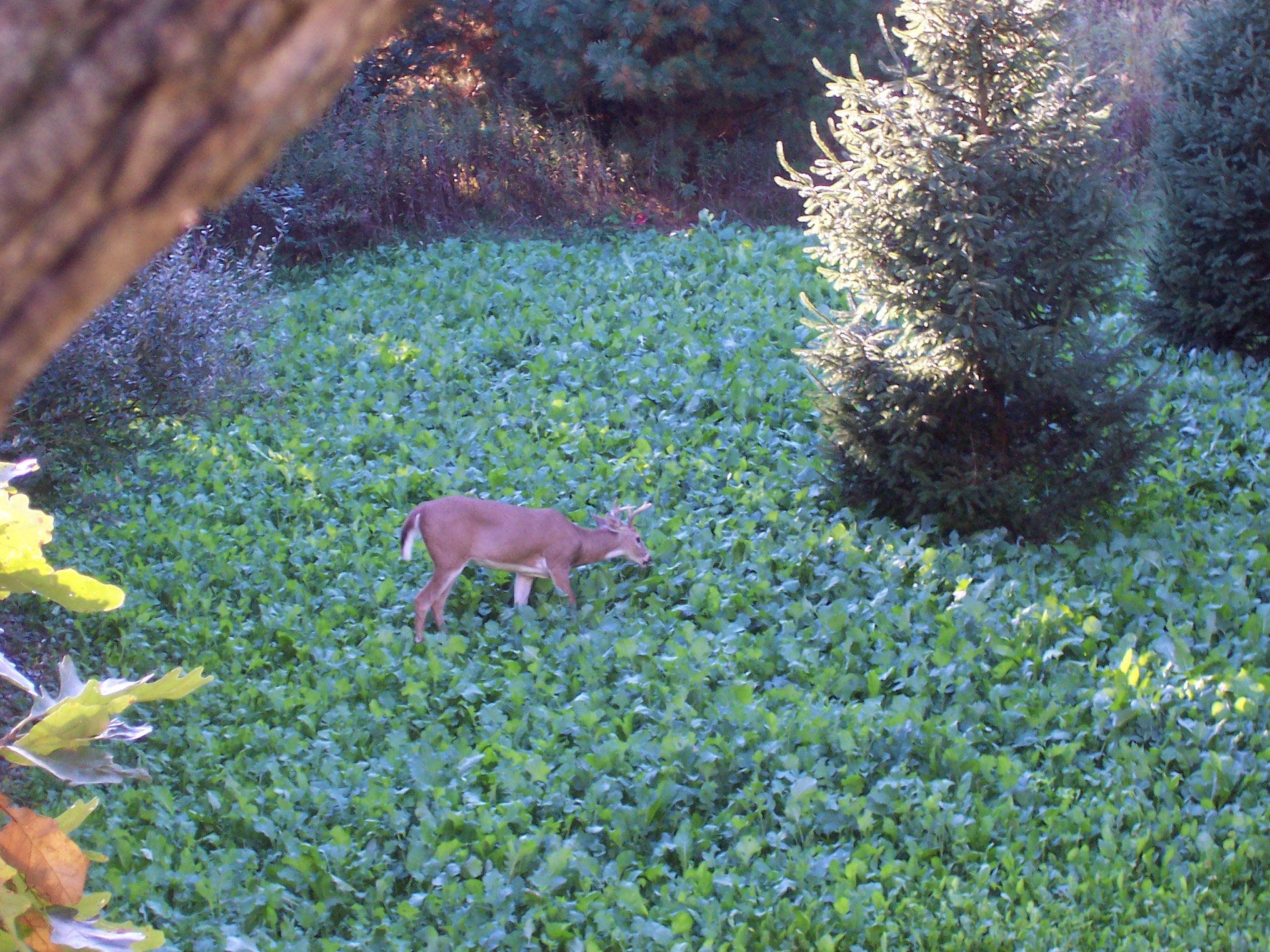 How to Make Last Minute Food Plots