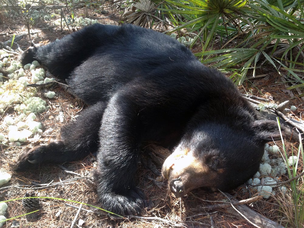 My Once-in-a-Lifetime Sunshine State Bear