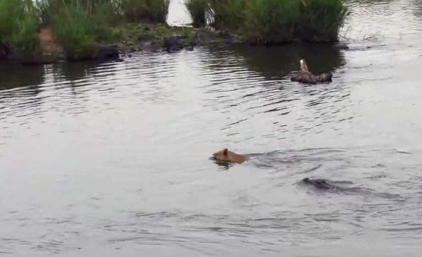 Lion VS. Gator, Who Wins?