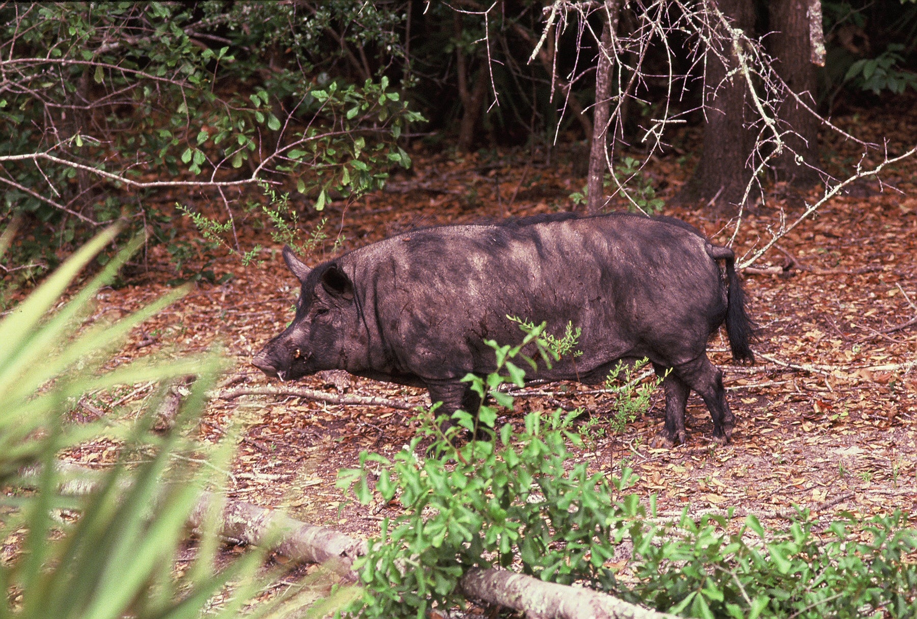 Time a Florida Wild Hog Hunt