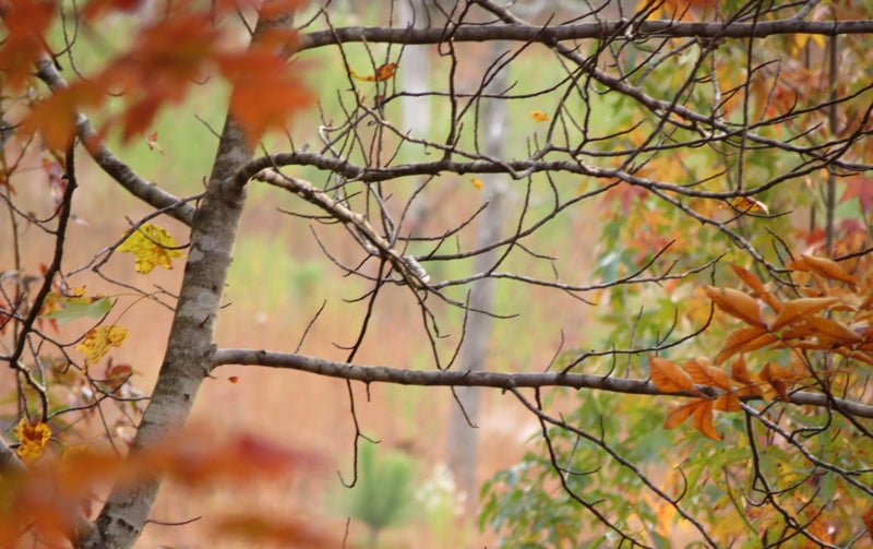 Science: Growing up Near Nature Produces Saner Adults