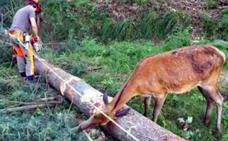 This Deer Loves This Logger… or This Log