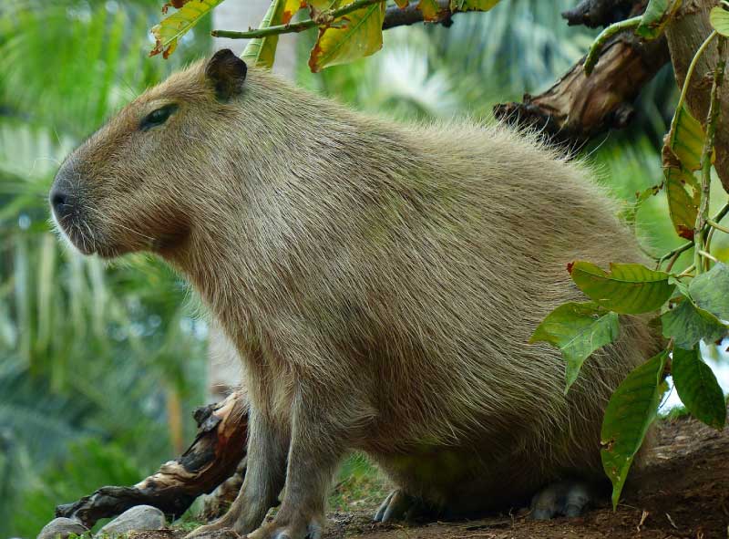 new-giant-rodent-invades-florida-alloutdoor