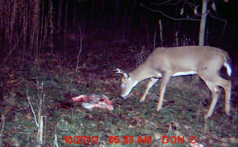 Watch: Does a Gut Pile Keep Deer Away?