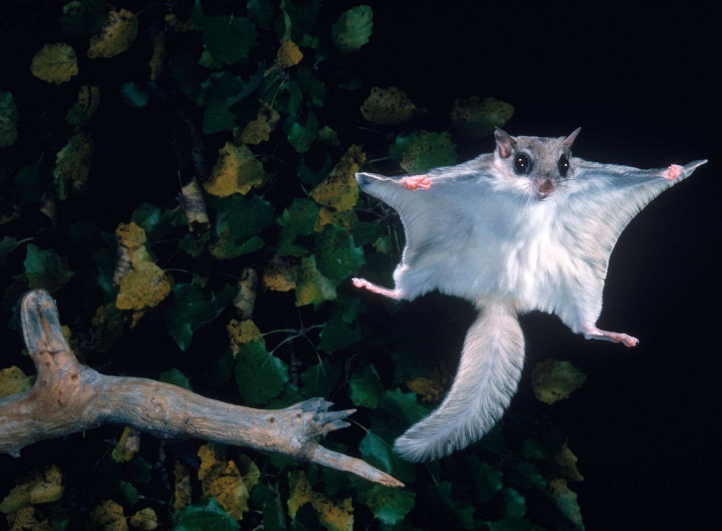 Flying Squirrels Attack Hunter