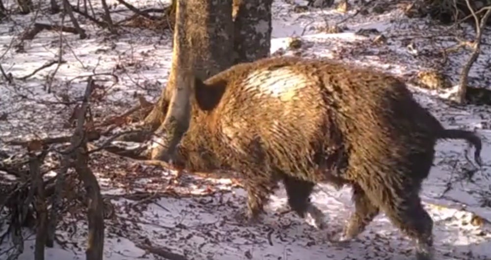 Watch: Tree Filmed for a Year. Look What Showed Up