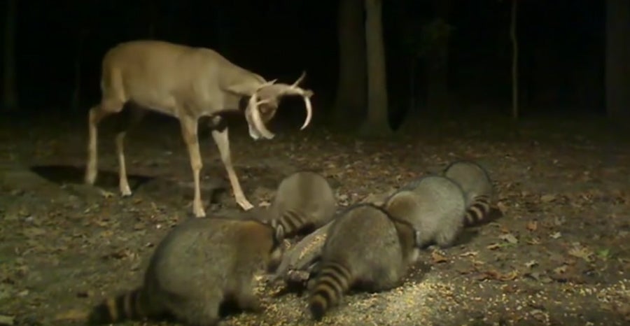 Watch: 4 Videos of Raccoons vs. the World