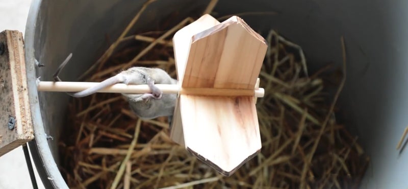 Mascall Mill Mouse Trap Highly Effective Self Resetting Bucket Trap 