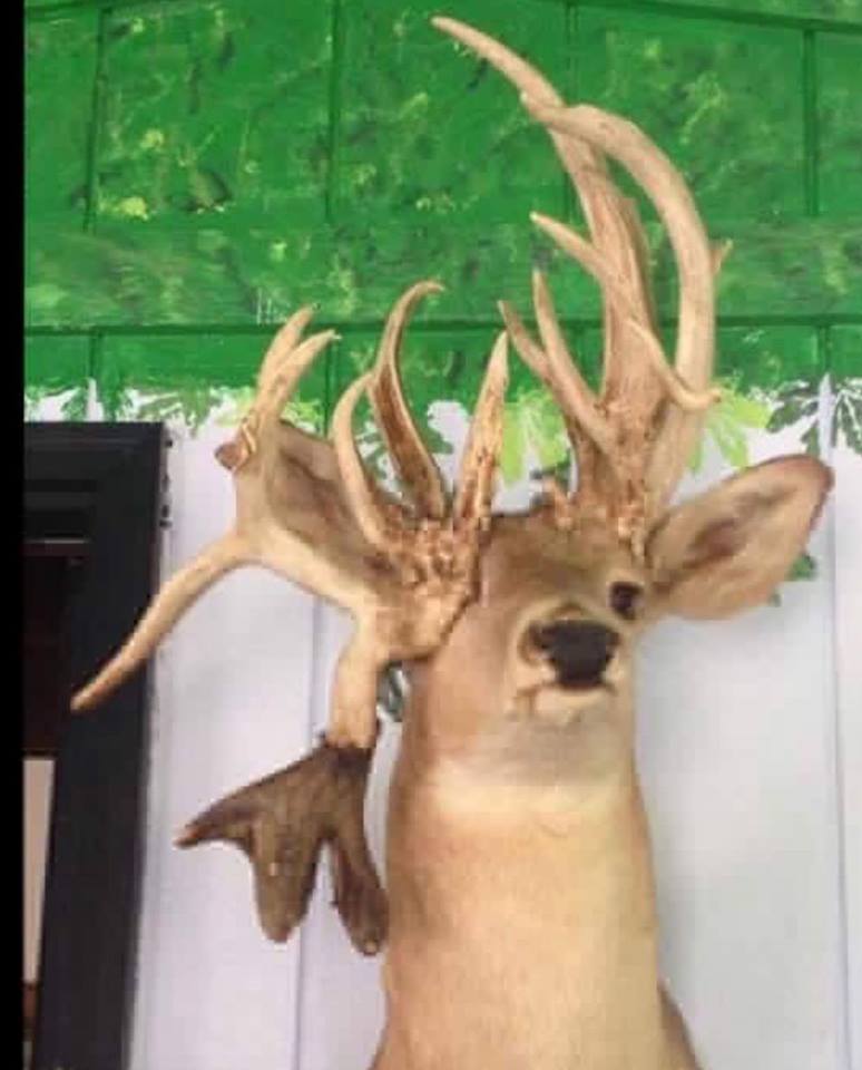 24 Photos Of Buck Deer With Super-Weird Racks - AllOutdoor.com