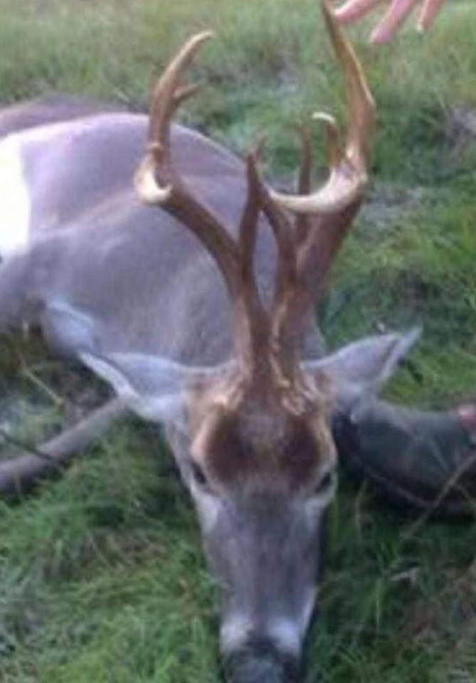 24 Photos Of Buck Deer With Super-Weird Racks - AllOutdoor.com