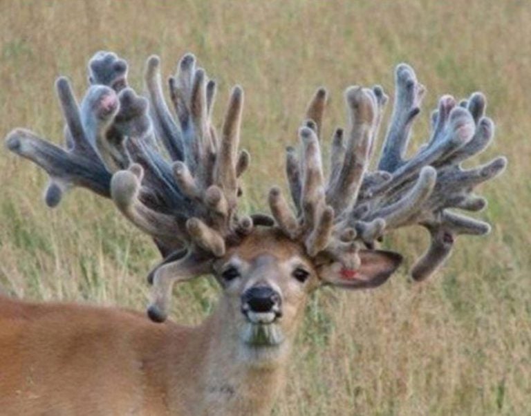 24 Photos Of Buck Deer With Super-Weird Racks - AllOutdoor.com