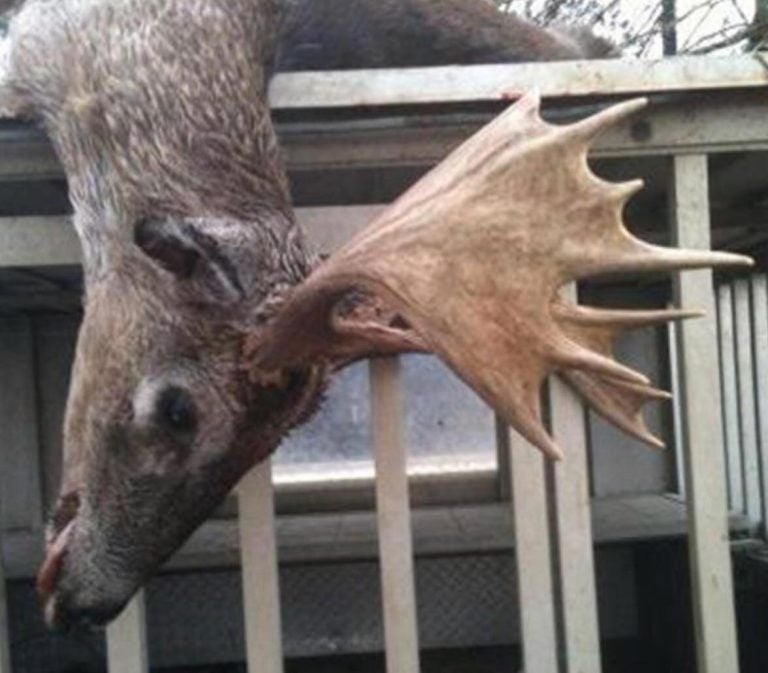 24 Photos Of Buck Deer With Super-Weird Racks - AllOutdoor.com