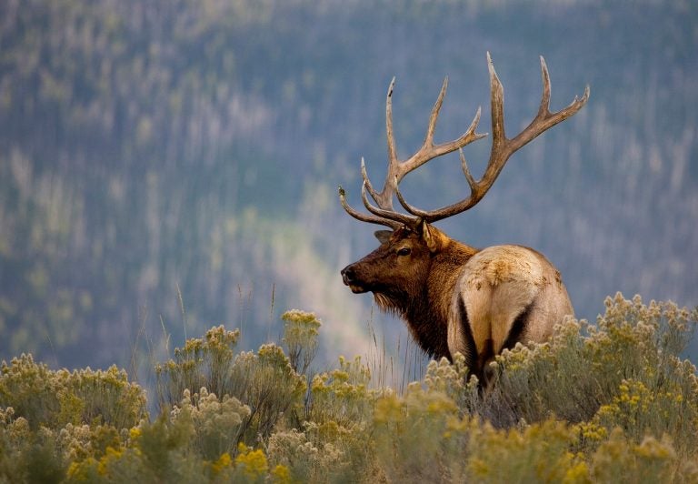 Press Release: Oregon Elk Country Gets $270k Upgrade - Alloutdoor.com