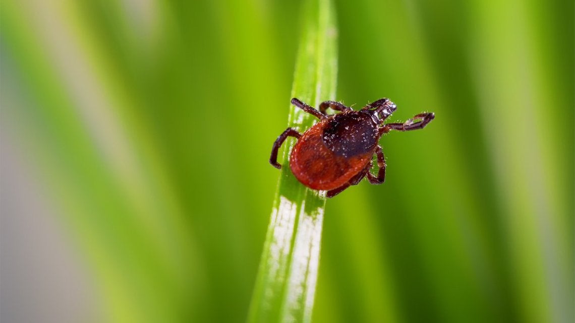 Do Not Forget Bug Spray During Hunting Season