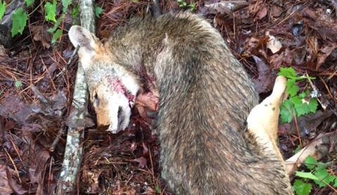 Hiker Attacked by Rabid Coyote, Kills it With Pocket Knife