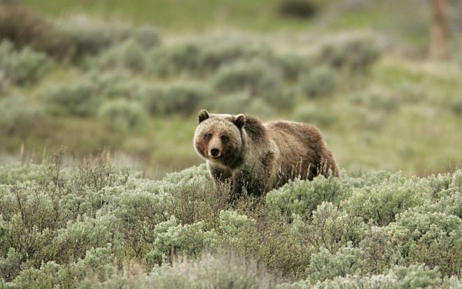 Anti-Hunters are Applying for Wyoming's 1st Grizzly Bear Hunt in 44 Years