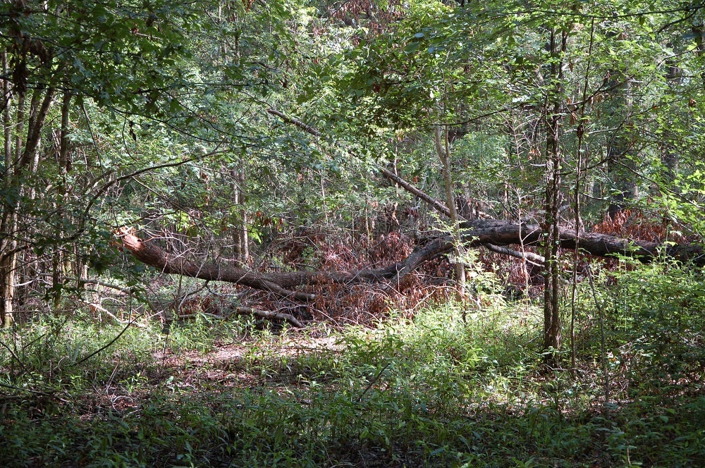 Deer Hunting Tornado Damaged Habitat