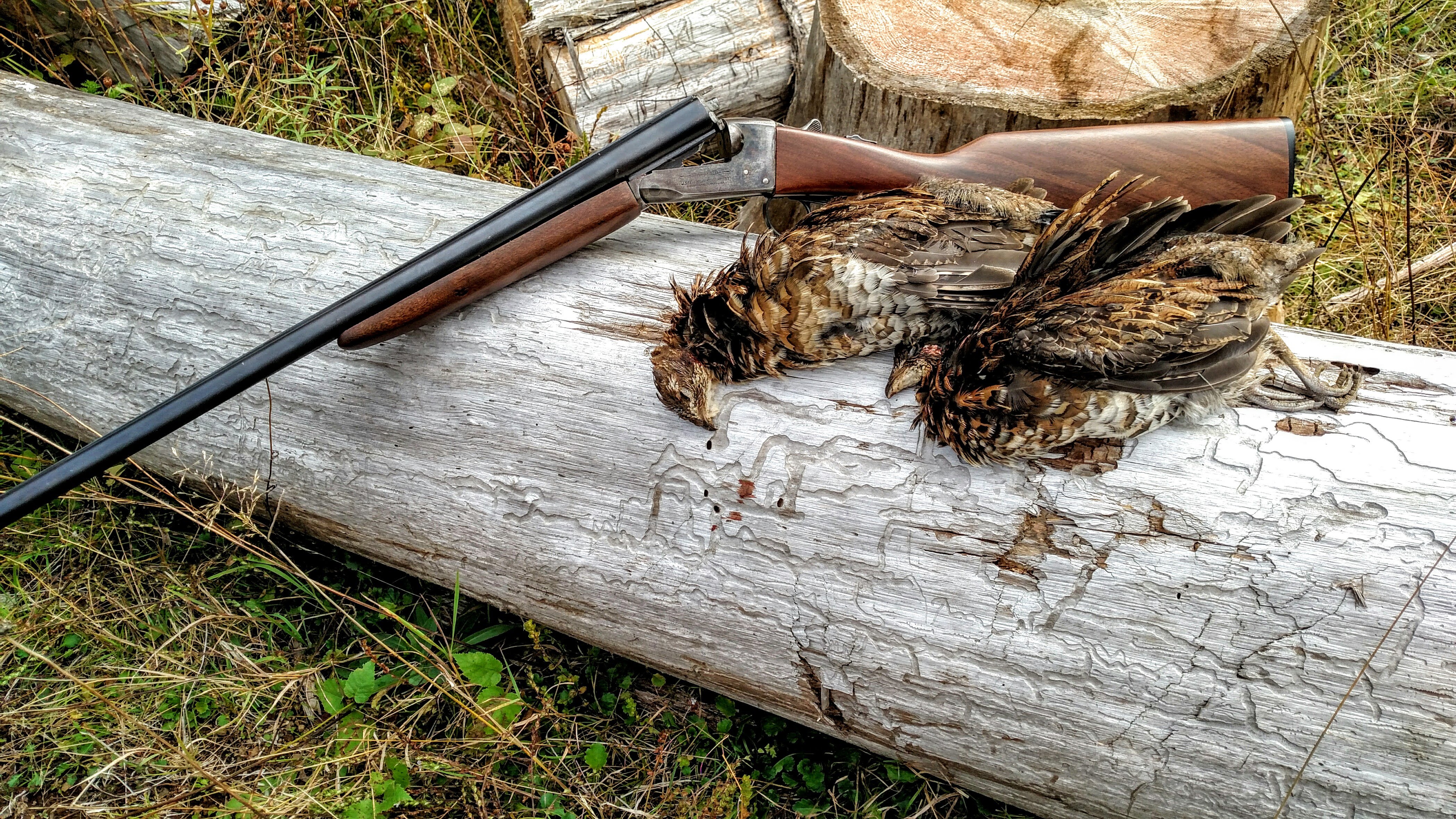 Scouting for Grouse with Bear Hunters