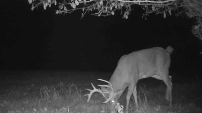 Why Hunters Shouldn’t Plant & Hunt Food Plots