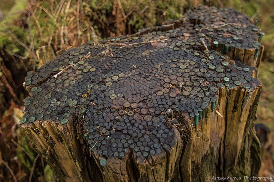 Old Alaska Stump Loaded with Obsolete Empty Cases