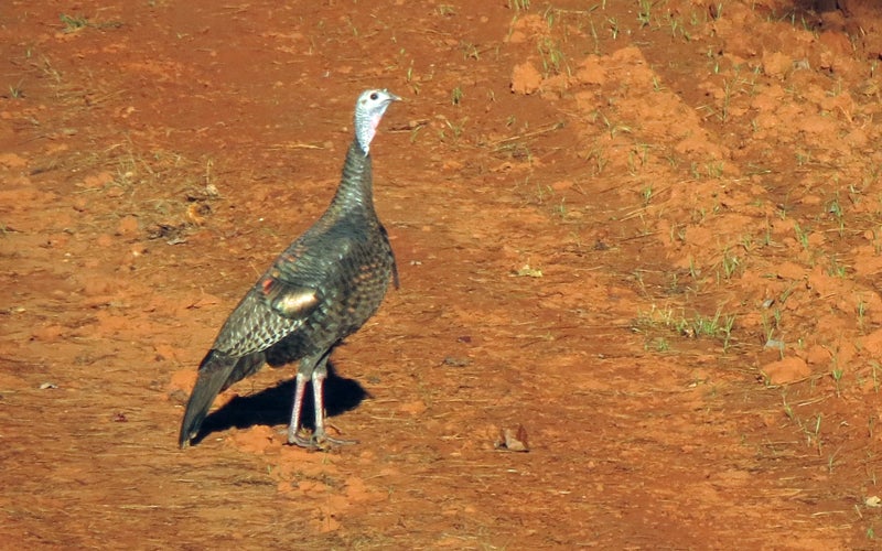 Turkey Hunters: Watch Out for the Bearded Lady