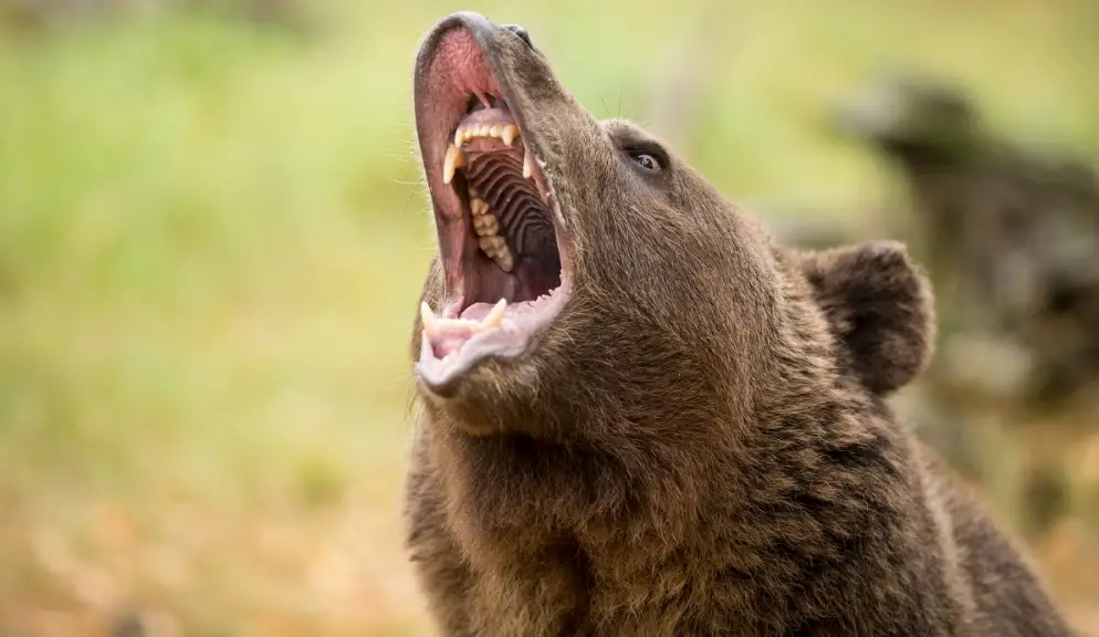 Montana Teenager Fights Charging Grizzly; Somehow Manages to Walk Away