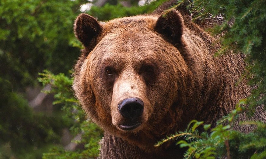 'Mummy Man' was Stored in a Bear's Den For a Month - AllOutdoor.com