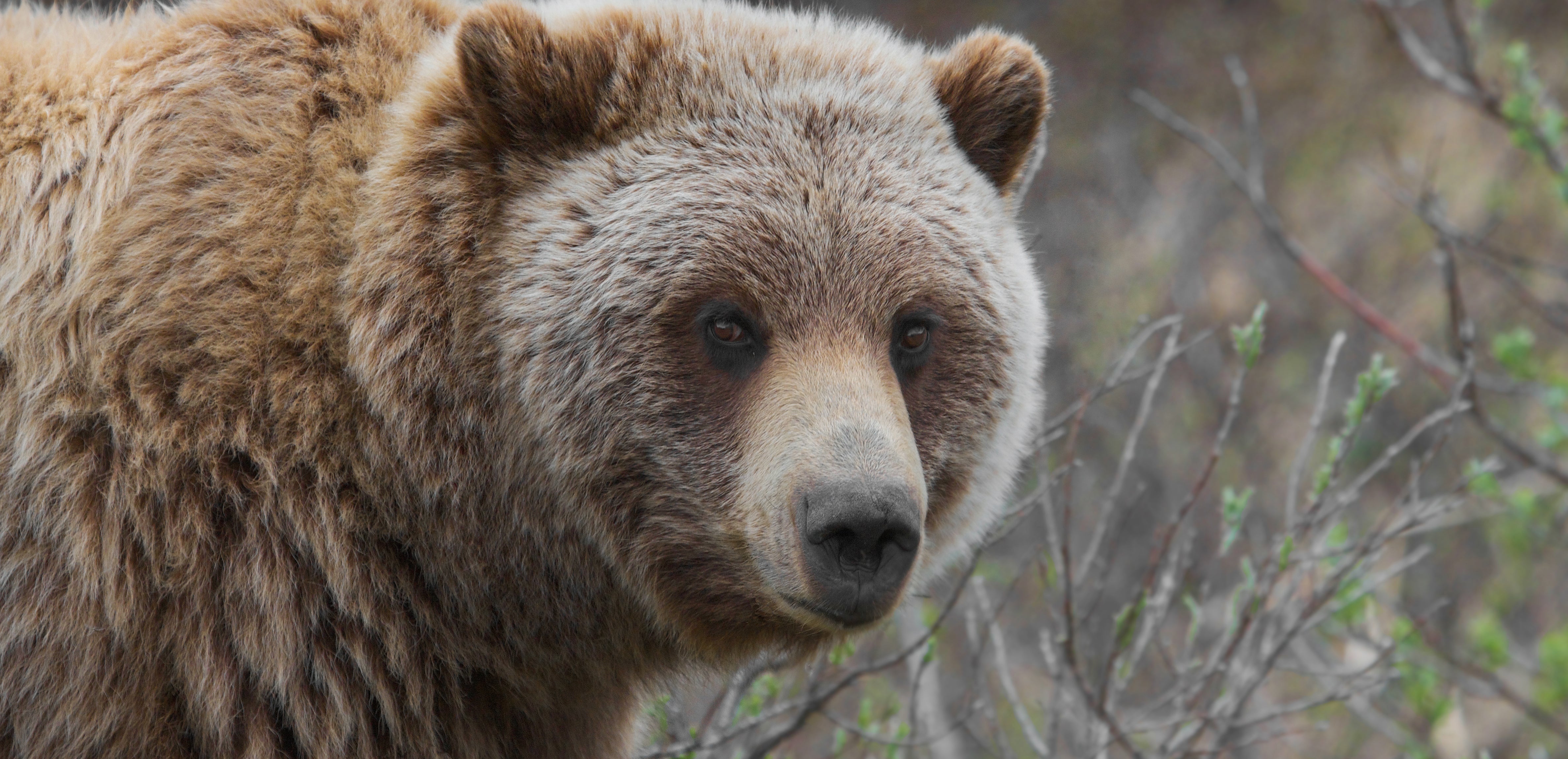 grizzly bear teddy bear