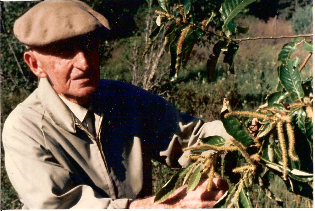 The Origin of Dunstan Chestnuts for Feeding Deer