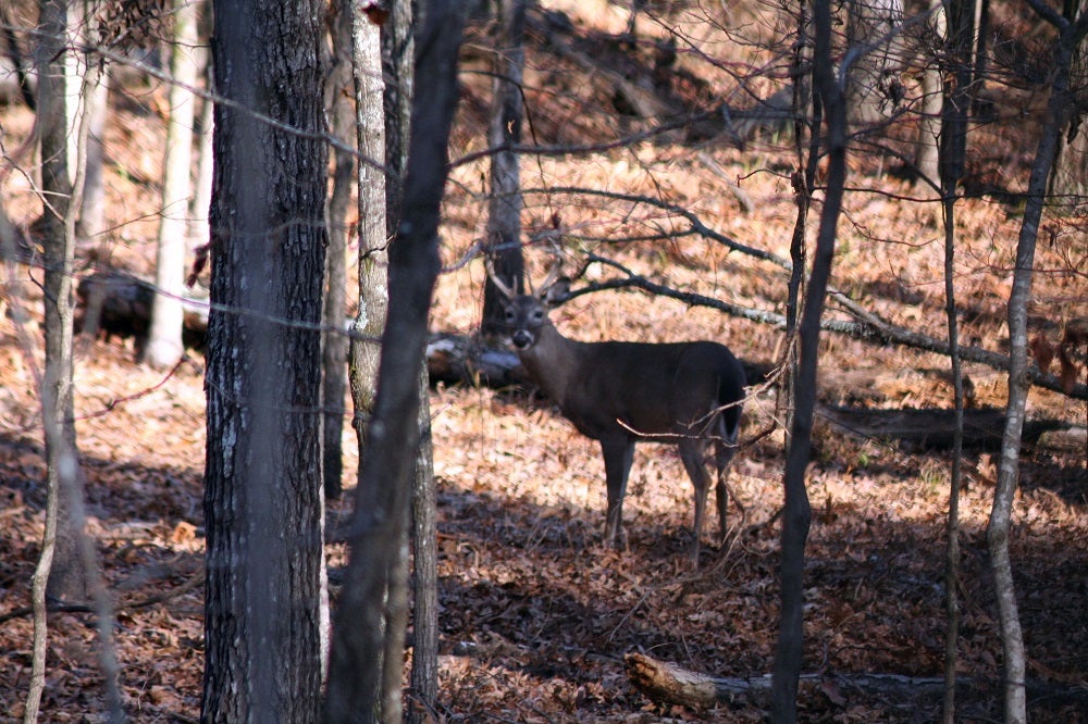 Bucks in the Tuck