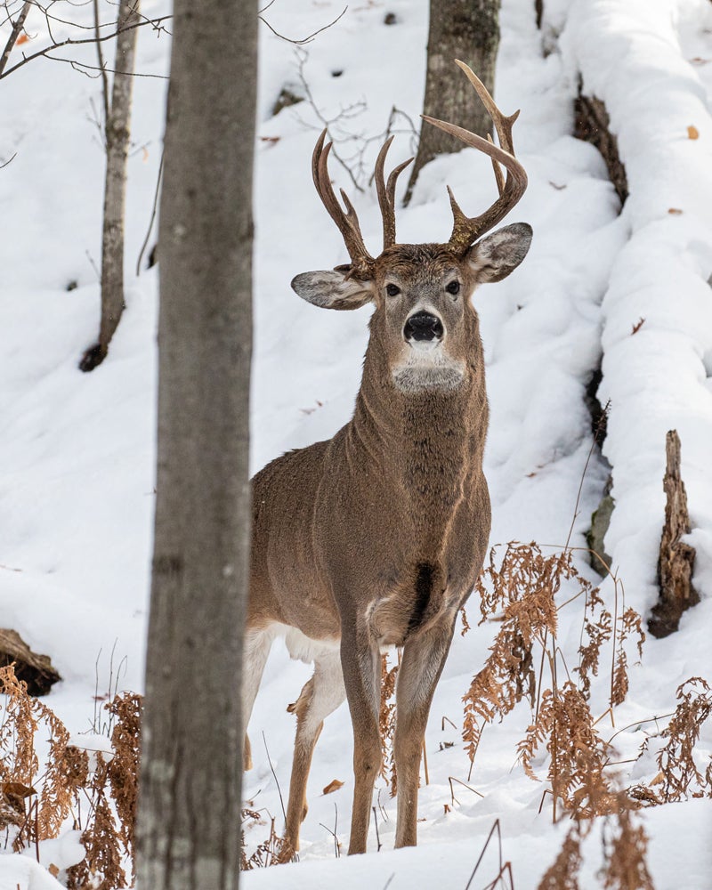 Michigan Legislator Photographs 3-Antlered Buck