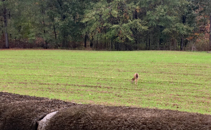 This doe fawn was my only company for quite some time. (Photo © Russ Chastain)