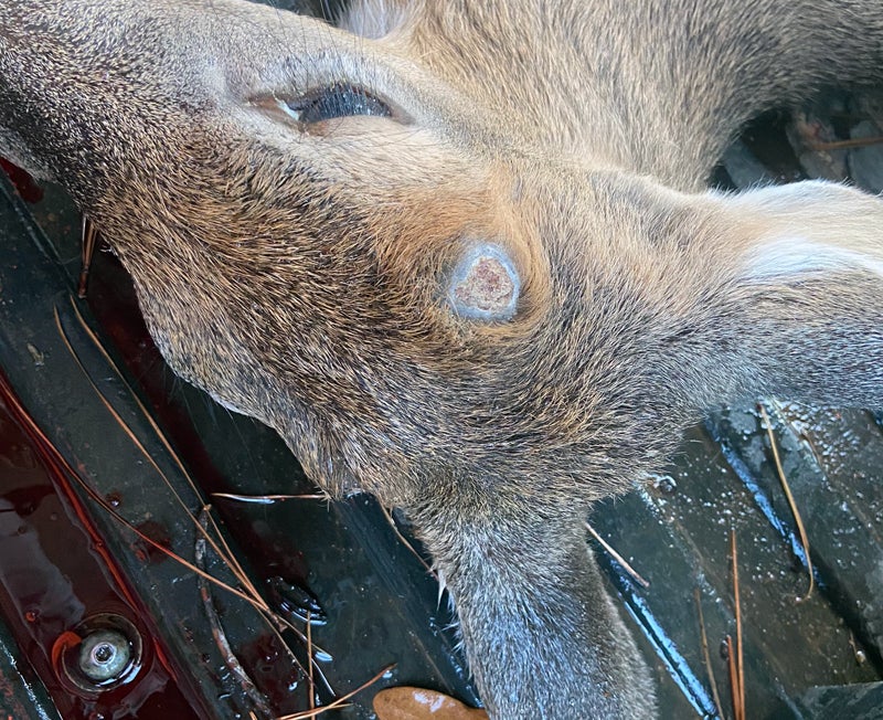 The buck's pedicels (where the antlers used to be) had already scabbed over, so he'd been shed for a while. (Photo © Russ Chastain)