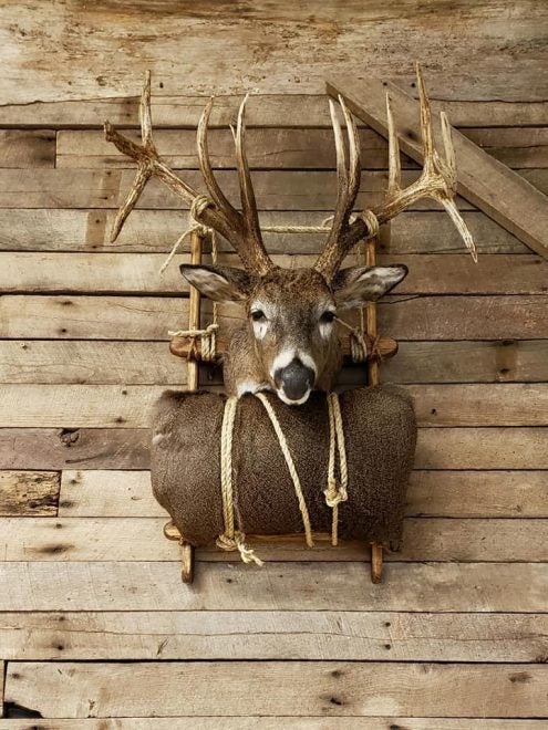 7 Interesting Deer Head Mounts - AllOutdoor.com