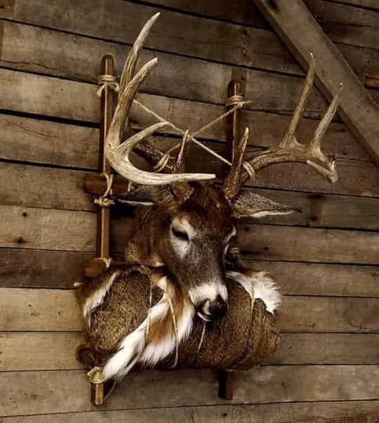 7 Interesting Deer Head Mounts AllOutdoor