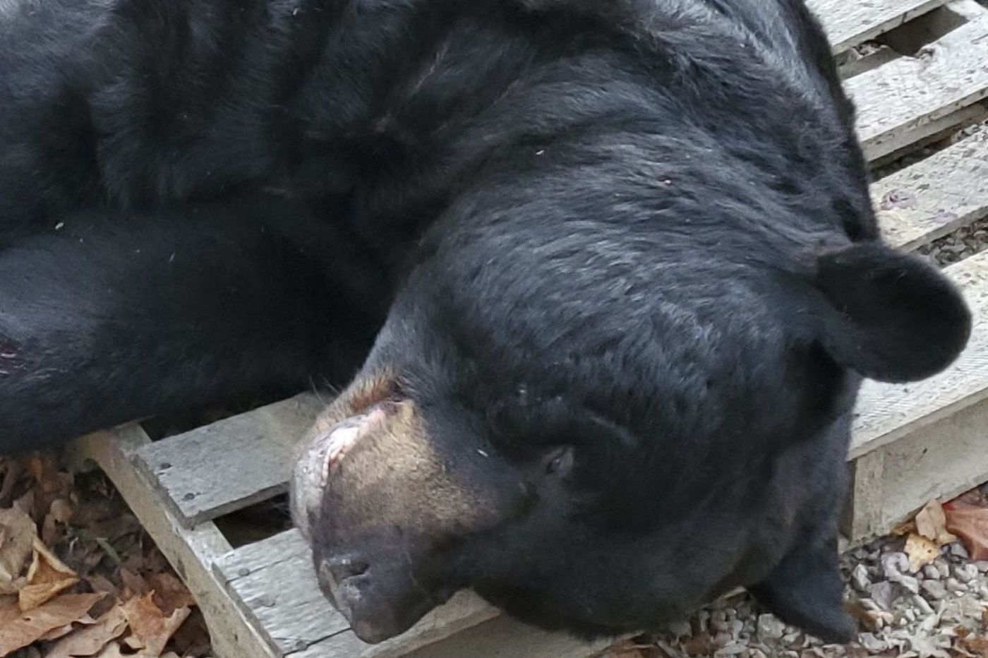 NJ Bowhunter's 700Pound Black Bear is New World Record