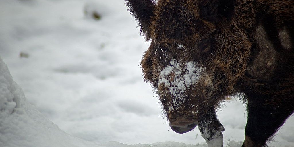 Northern Invasion! Feral Boars Descending Upon the United States