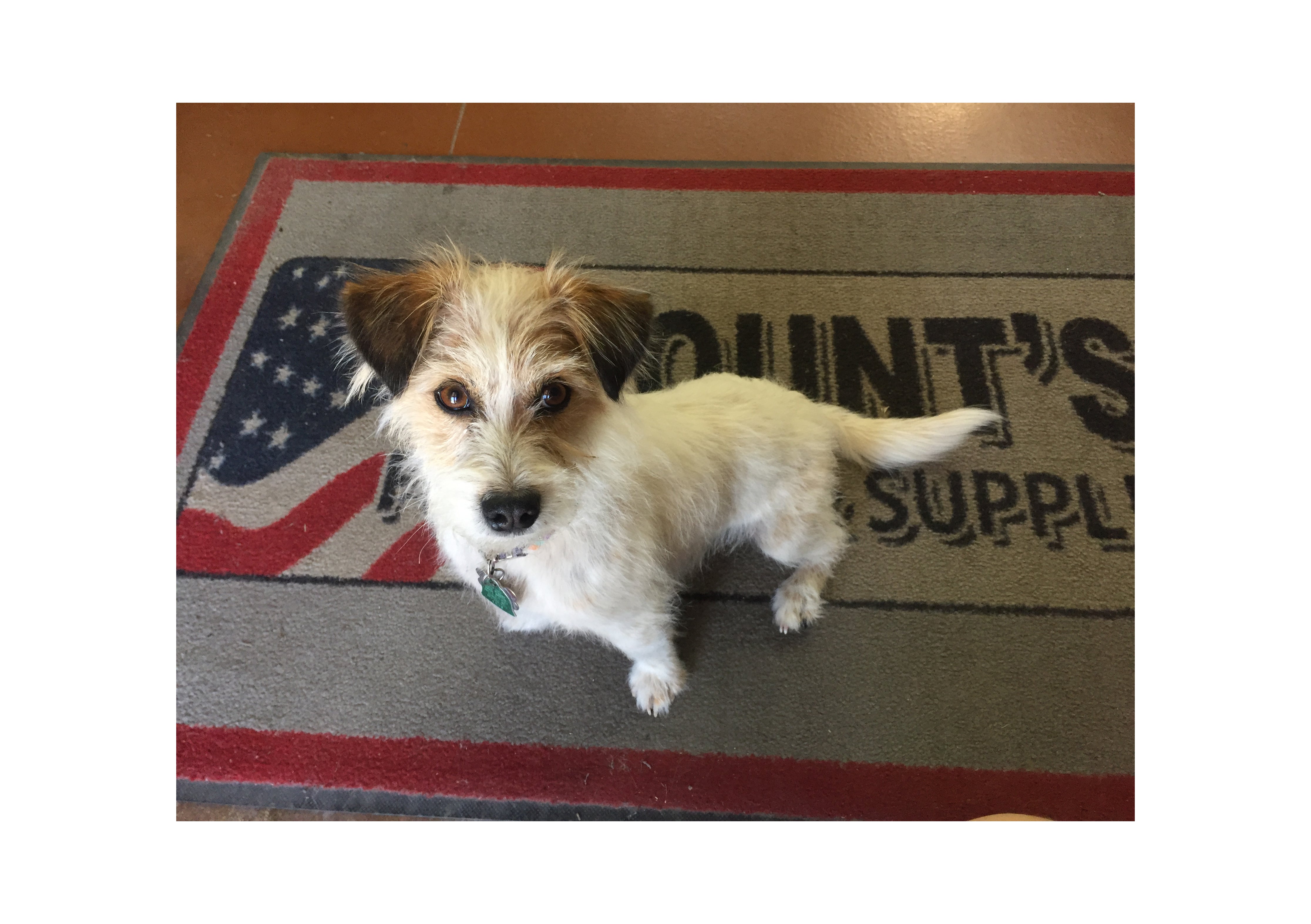 In Appreciation of Gun Store Dogs