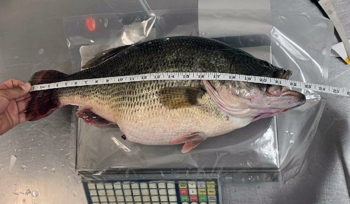 South Dakota has a New State Record Largemouth Bass